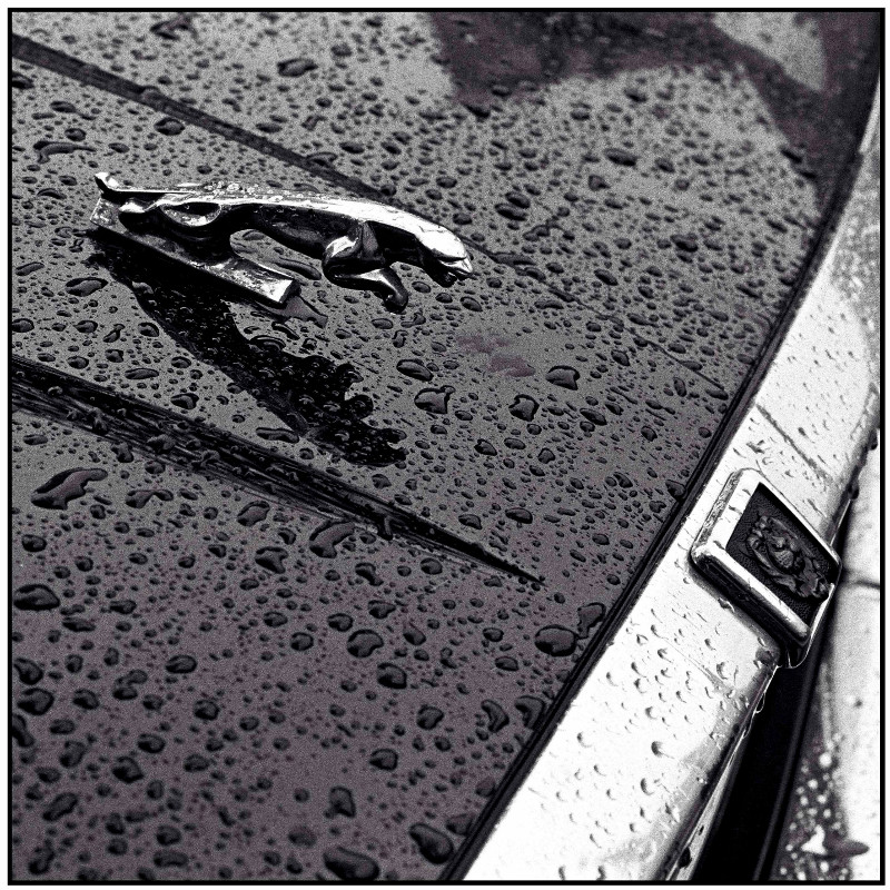 stunning image of a Jaguar car's Hood with beaded up water droplets on it